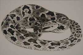 Jararaca (Bothrops jararaca)