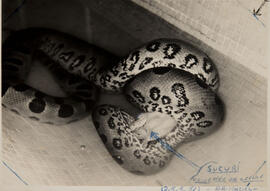 Cobra Sucuri (Eunectes murinus) comendo um coelho capturado.