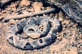 Bothrops moojeni (caiçaca) serpente peçonhenta