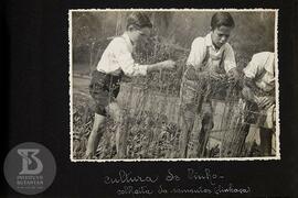 Alunos em atividade de Cultura do linho: colheita de sementes (linhaça)