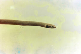 Imagem dorso lateral de serpente não peçonhenta, adulta morta - Tantilla melanocephala