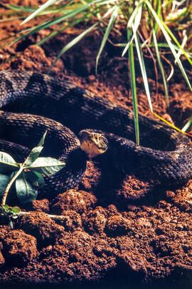 Serpente peçonhenta do gênero Bothrops, em cenário produzido para foto