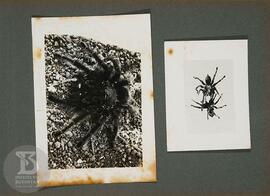 Instituto Butantan 01. Fotografia da direita: Vista dorsal - AranhaTheraphosidae fêmea. Fotografi...