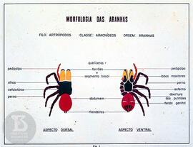 Material didático: Drª. Rosa Pimont. Reprodução do cartaz "Morfologia das aranhas" Fig. 1