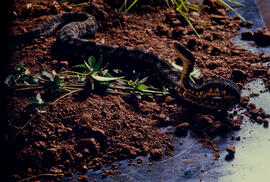 serpente peçonhenta do gênero Bothrops em cenário produzido para foto