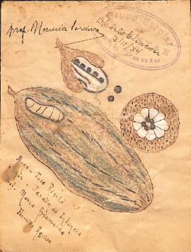 Amostras de sementes de [paineira] em envelope com desenho de flores. José Risolé, aluno de 6 ano...