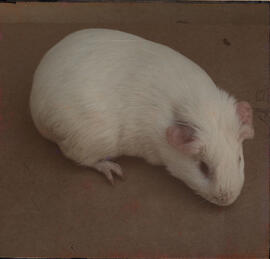 Cobaia (Cavia porcellus)