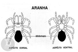 Material didático sobre aranhas. Reprodução de ilustração de aranha aspecto dorsal e ventral
