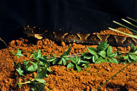 Bothrops jararaca (jararaca), serpente peçonhenta em cenário produzido para foto