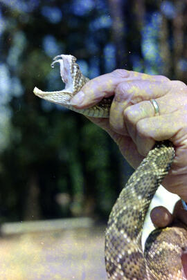 Contenção de serpente com a mão evidenciando gotícula de veneno na presa Crotalus durissus (casca...