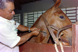 Setor de Imunização da Fazenda São Joaquim, técnico realizando raspagem de pelo do cavalo no loca...