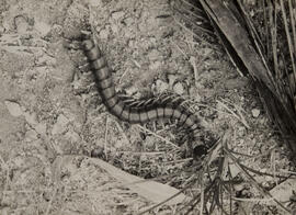 Lacraia [Scalopendra viridicornis]