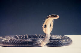 Vista ventral da Naja, serpente peçonhenta exótica da família Elapidae