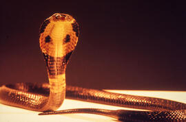 Vista ventral da Naja, serpente peçonhenta exótica da família Elapidae – conhecidas por cobra-cap...