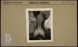 Detalhe de macaco rhesus. Ficha da Seção de fotografia nº 946, solicitado pela Seção de Fisiopato...