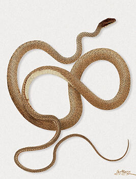 Chironius sexcarinatus  - Chironius quadricarinatus