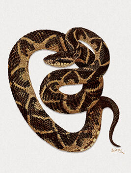 Bothrops jararacussu - Bothrops jararacussu