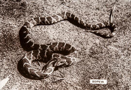 Serpente Boipeva