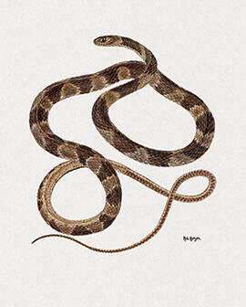 Sibynomorphus mikanii - Sibynomorphus neuwiedi