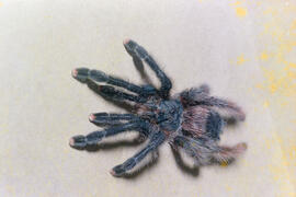 Aranha caranguejeira (Avicularia juruensis)