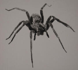 Aranha armadeira (Phoneutria nigriventer)