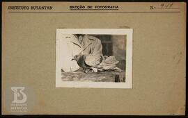 Detalhe de pombo. Ficha da Seção de fotografia nº 947, solicitado pela Seção de Fisiopatologia (D...