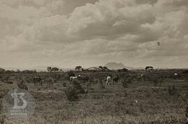 Vista de terreno do Instituto Butantan com cavalos, ao centro cavalo negro conhecido como “negrão”.