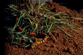 serpente peçonhenta, Micrurus frontalis (coral verdadeira) da família Elapidae, com o gancho e se...