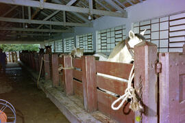 Fazenda São Joaquim, cavalos enfileirados para imunização