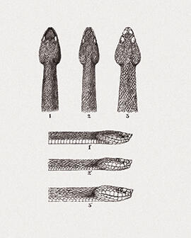 Crotalideos - Crotalineas Bothrops/Crotalus