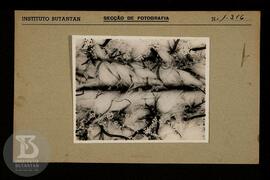 Detalhe de musculatura de tronco de scolopendra. Ficha da Seção de fotografia nº 1316, solicitado...
