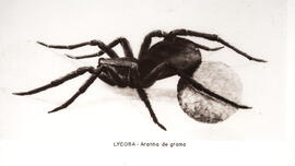 Aranha Lycosa - Aranha de grama