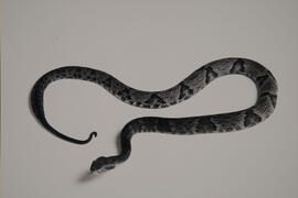 Cobra  Jararaca pintada (Bothropóides jararaca)