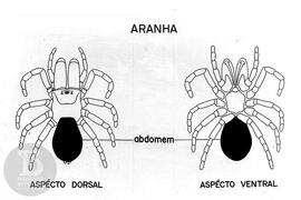 Material didático sobre aranhas. Reprodução de ilustração de aranha aspecto dorsal e ventral