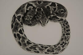 Jararaca (Bothrops jararaca)