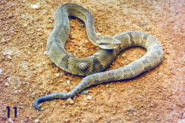 Jararaca em ecdise (Bothrops Jararaca)