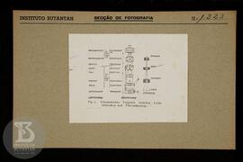 Reprodução de gráfico sobre o super microscópio. Ficha da Seção de fotografia nº 1323, solicitado...