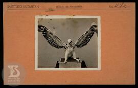 Detalhe de filhote de gavião. Ficha da Seção de fotografia nº 472, solicitado pela Seção de Proto...