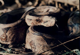 Jiboia (Boa constrictor amarali)