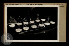 Fotografia de plantas. Ficha da seção de fotografia nº 1307, solicitado pela Seção de Vacinogênic...