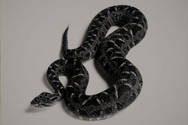 Cobra Jararaca pintada (Bothropóides newiedi)