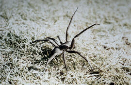 Aranha do gênero Phoneutria (armadeira)