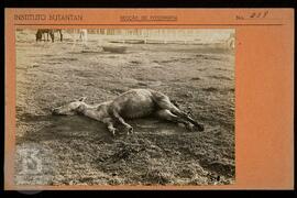 Égua imunizada, morta. Ficha da Seção de fotografia nº 238, solicitado pela Diretoria (dr. Arante...