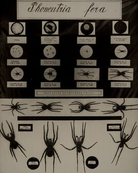 Painel do Museu Biológico mostrando o ciclo de vida de Phoneutria fera – aranha armadeira