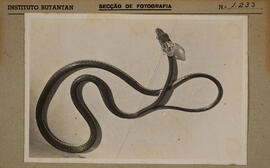 Cobra em ecdise [Leptophis ahaetulla/Chironius bicarinatus] "Cobra mudando a pele, não venen...