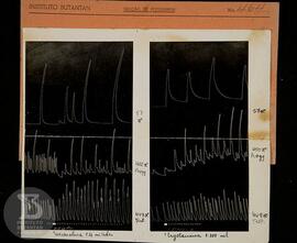 reprodução de gráfico. Ficha da Seção de fotografia nº 464, solicitado pela Seção de Fisiologia (...