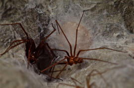 Detalhe de aranha de espécie não identificada