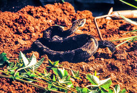 Serpente peçonhenta do gênero Bothrops em cenário produzido para foto, com auxilio de gancho para...