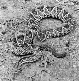 Crotalus durissus terrificus (cascavel), serpente peçonhenta com guizo completo