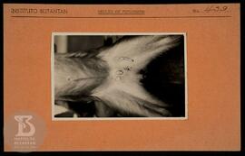 Detalhe de testículo visto pela  parte abdominal de um macaco rhesus. Ficha da Seção de fotografi...